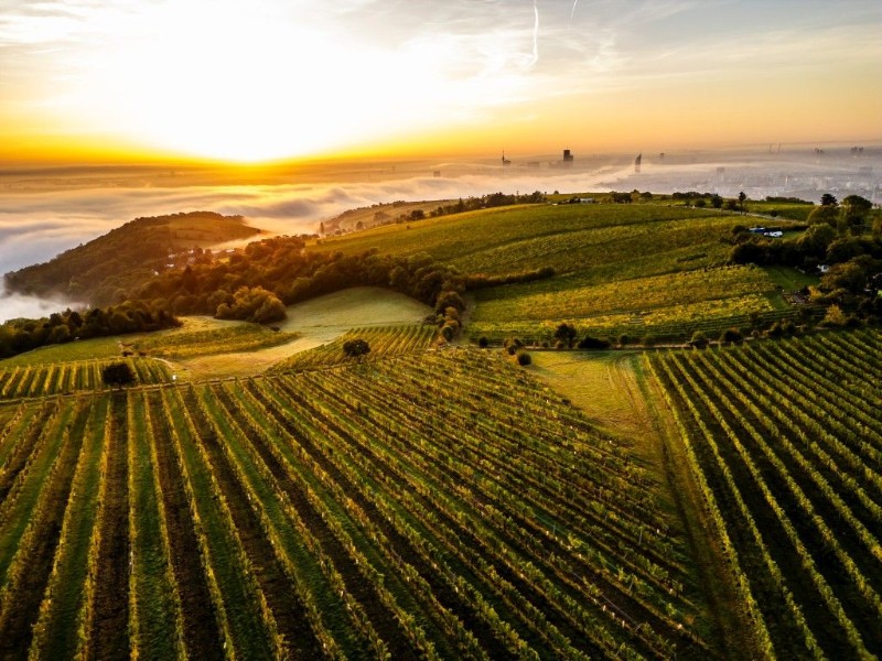 Vienna’s Nussberg Vineyards