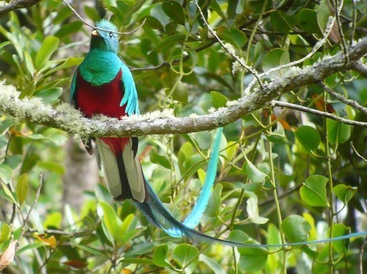 Quetzal Boquete