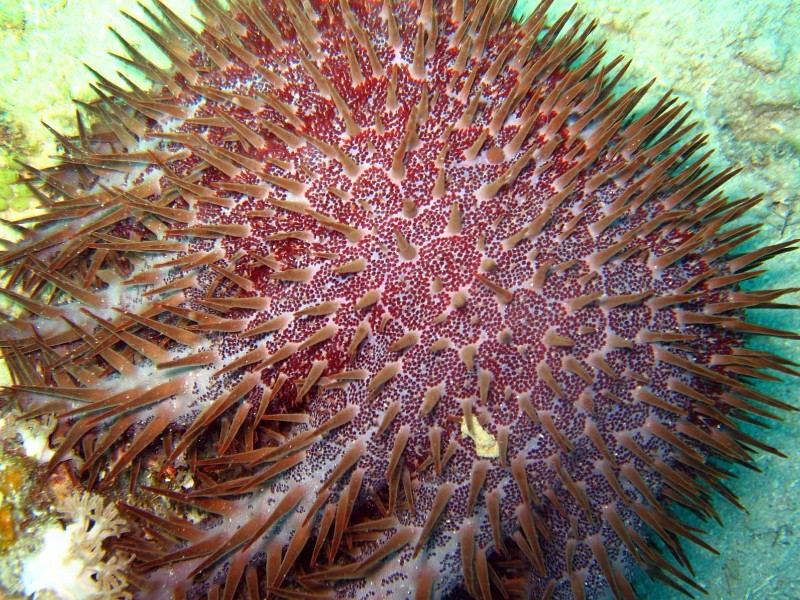 Tumbatu Island, Zanzibar