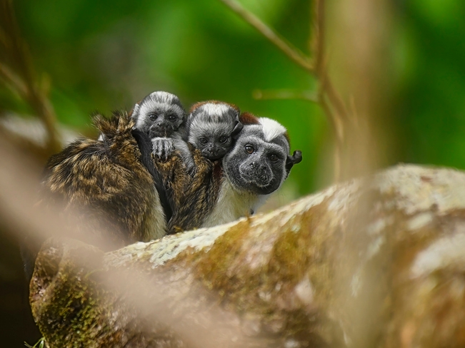 Tamarin-Affen - Regenwald - Panama