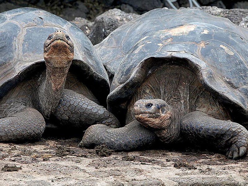 Galapagos giant tortoise