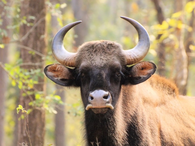 Wild Nature