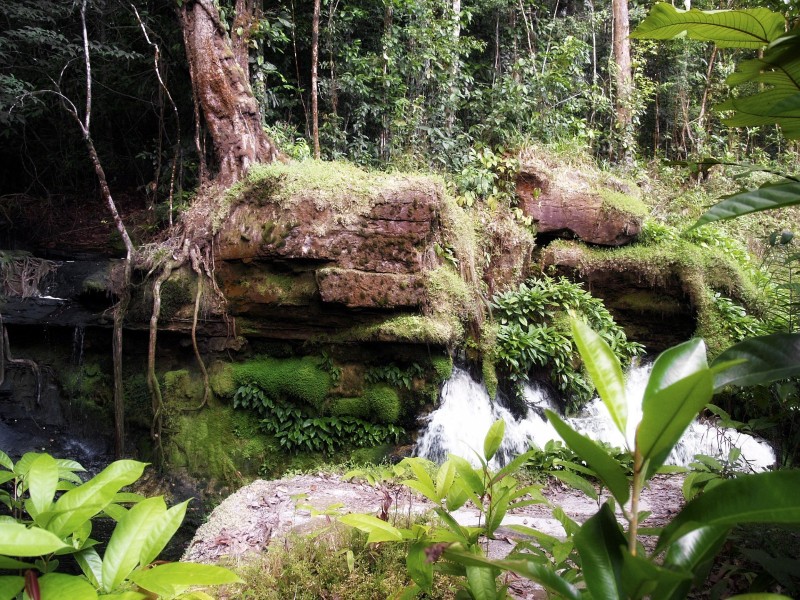 Jungle Flora