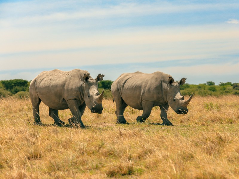 Botswana - Moremi Game Reserve