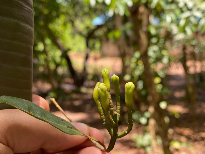 Vibrant spice blooms in Zanziba