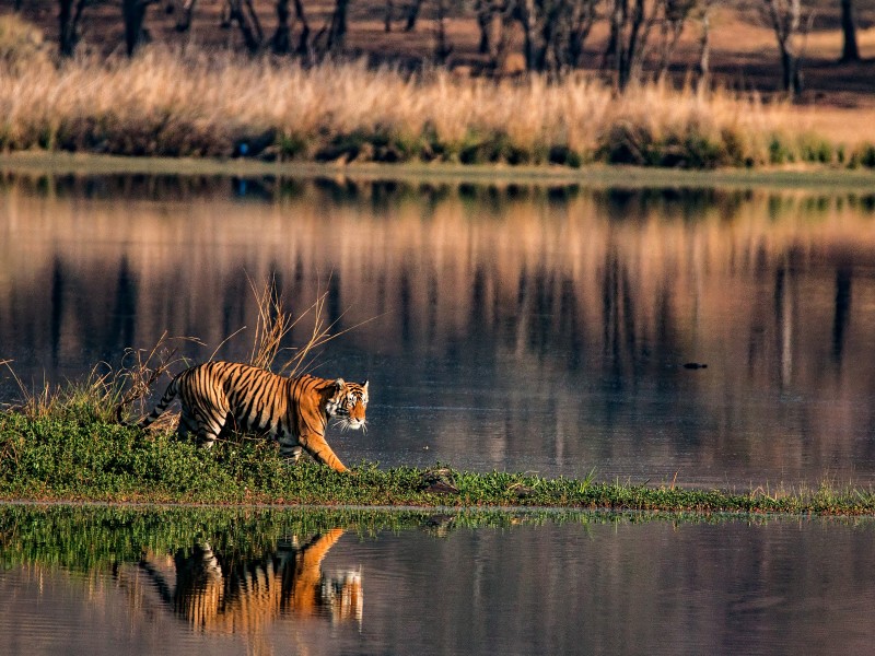 Ranthambhore