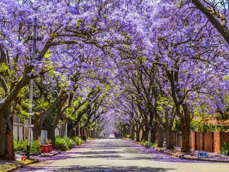 South Africa - Johannesburg