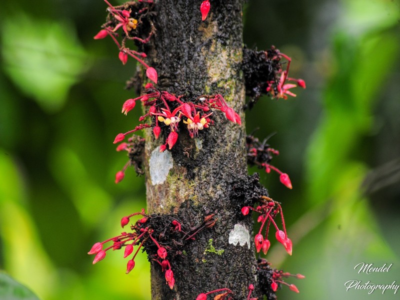 Cacao flower