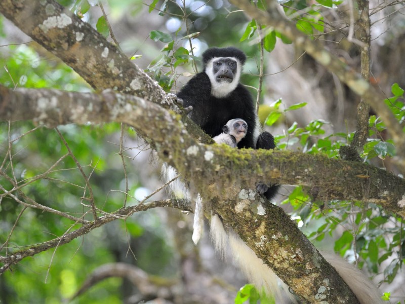 Colobus Monkey in Arusha National Park