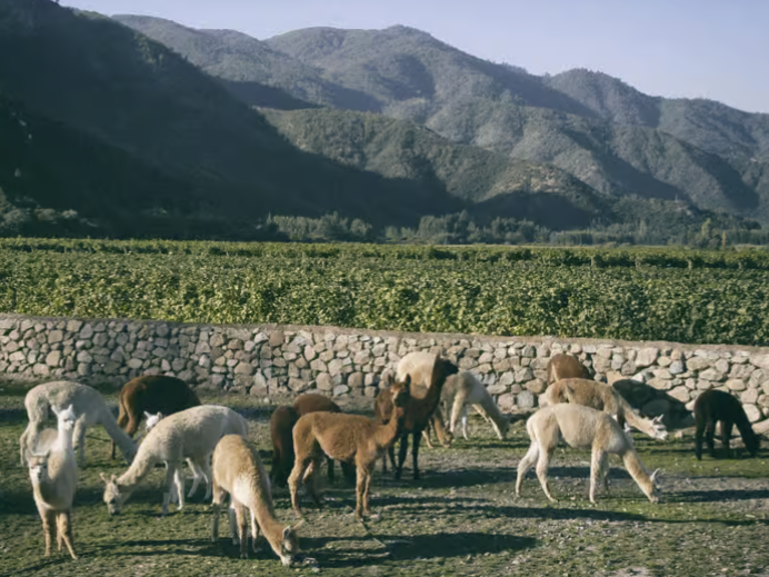 Weinreise im Casablanca