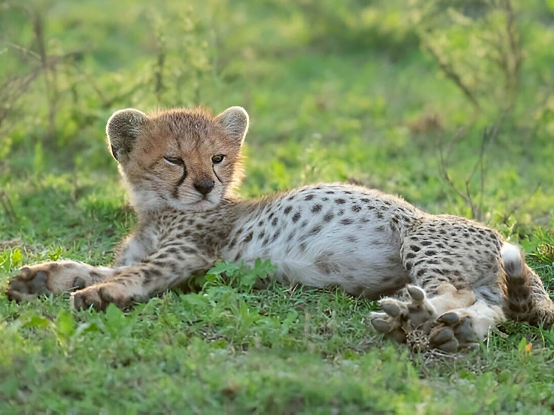 Gepard