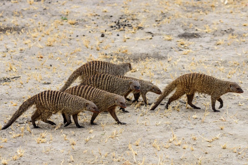 Banded mongoose