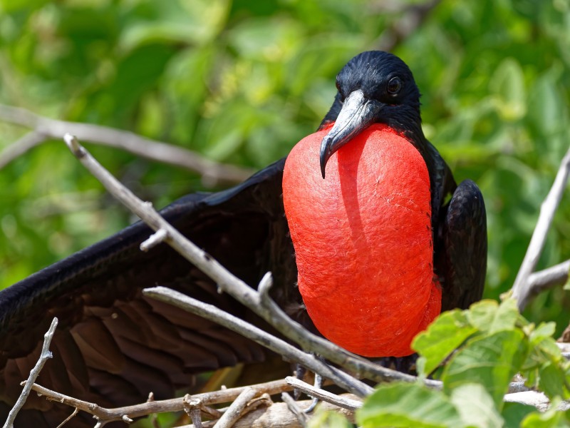 Galapagos Fregattvogel