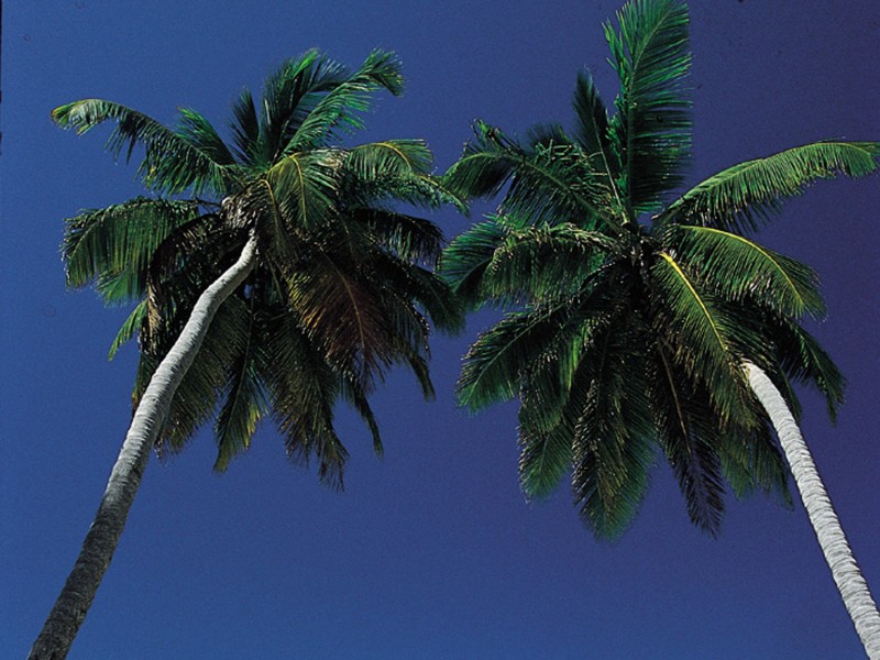 Insel Catalina