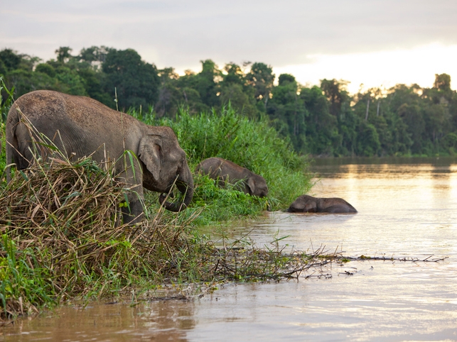 Elefanten - Kinabatangan - Malaysia