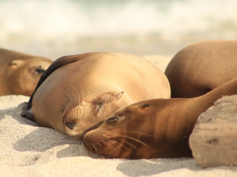 Galapagos-Seelöwen am Strand