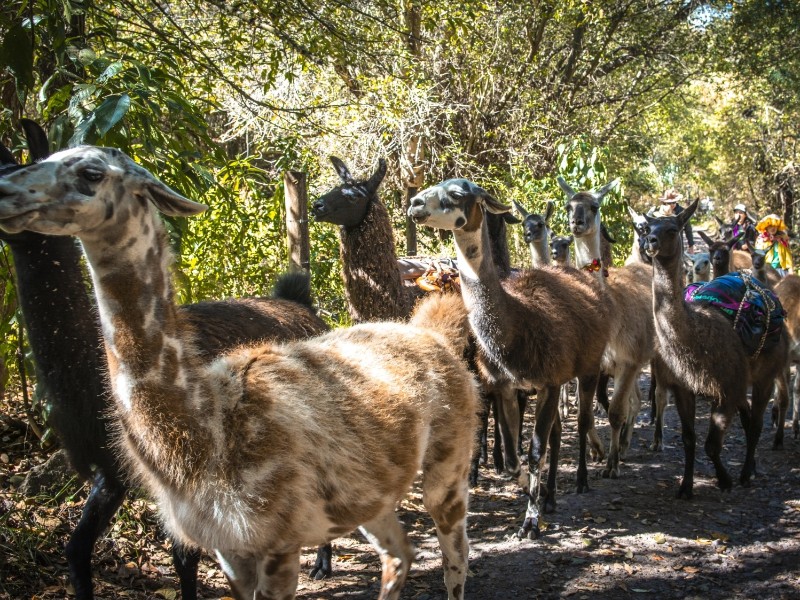 Llamapack_4