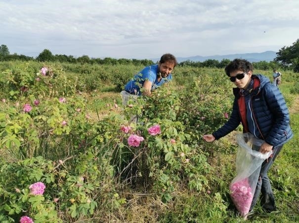 Rose picking 