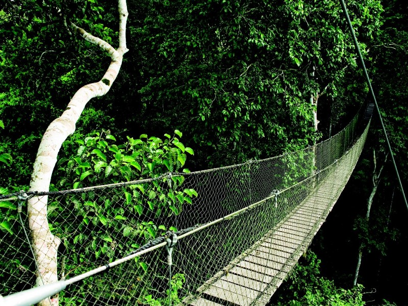 Reserva Amazonica - Canopy-Trail
