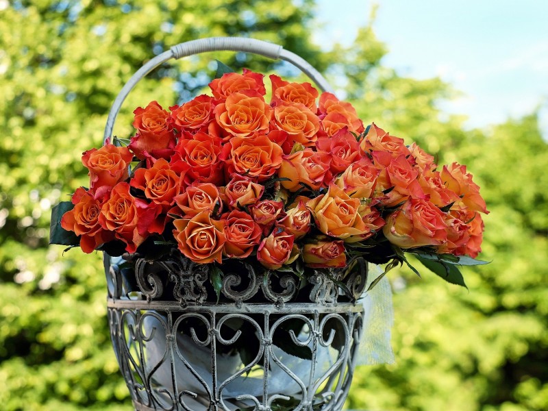 Rose Cultivation
