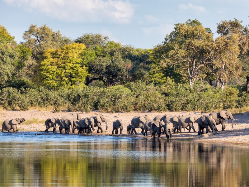 Wildtiere-Caprivi NP-Namibia