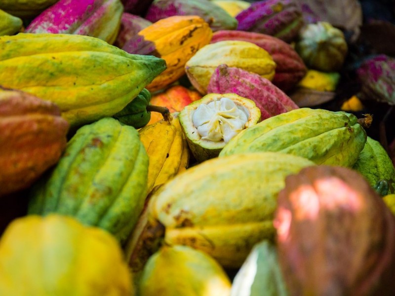 Chocolate Pods Grenada