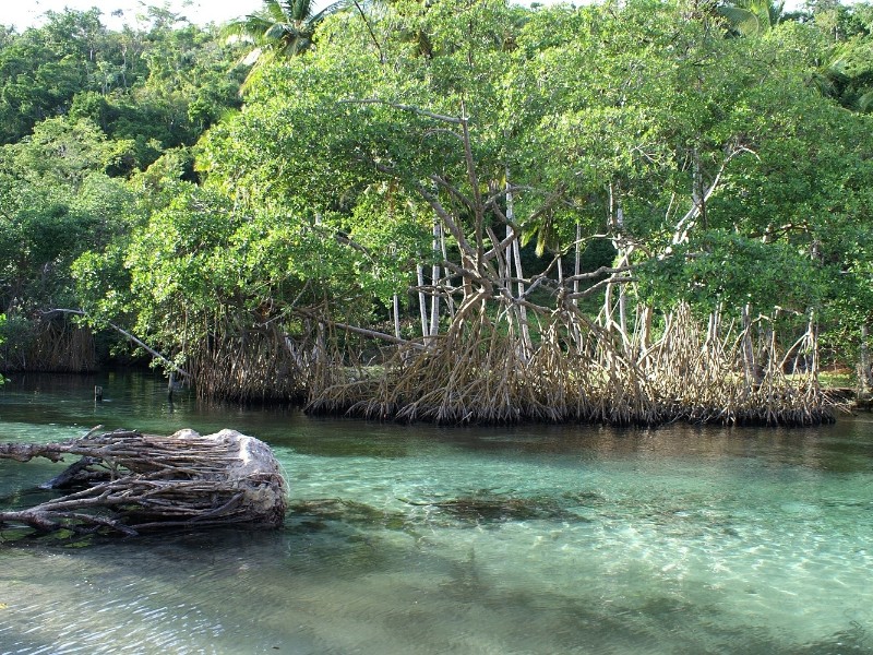 Los Haitises Nationalpark - Mangroven