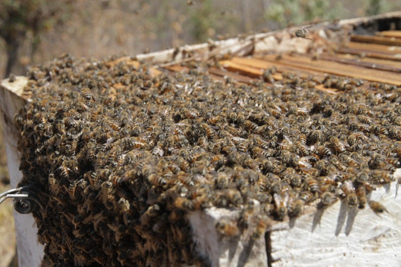 Maasai Honey Project in Ololosokwan