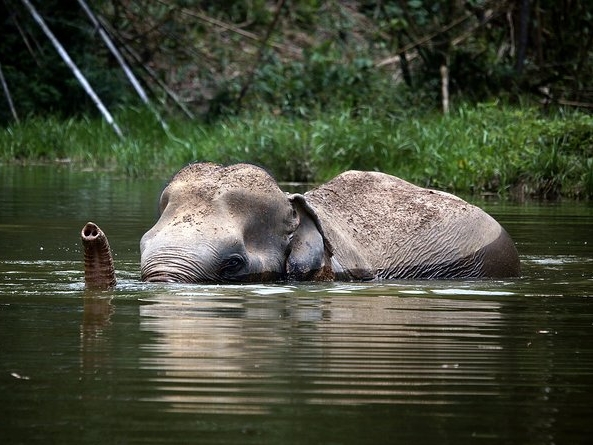 A Morning with the Elephants at Phuket E