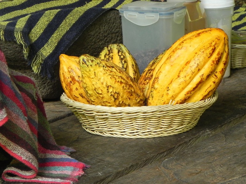 Kakao Tour Sarapiqui