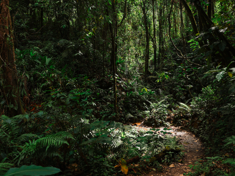 Tobago Main Ridge Forest