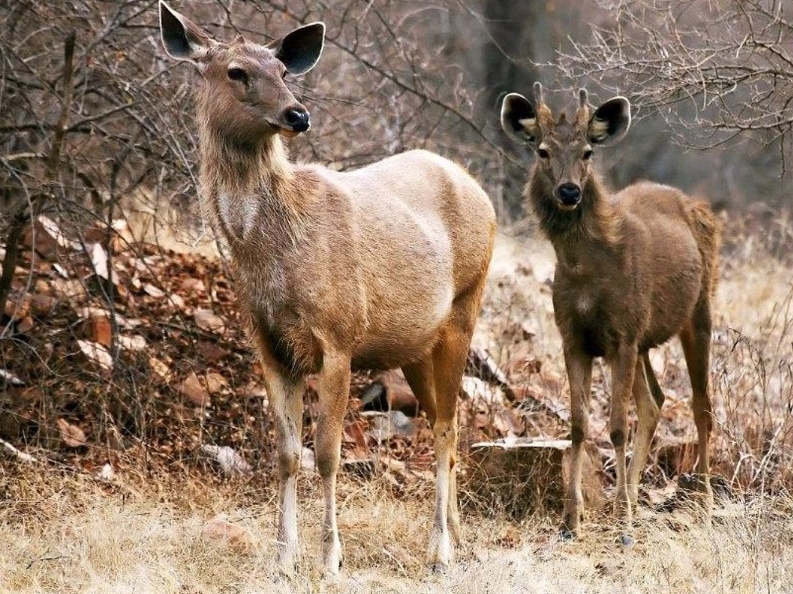Parc national de Ranthambore