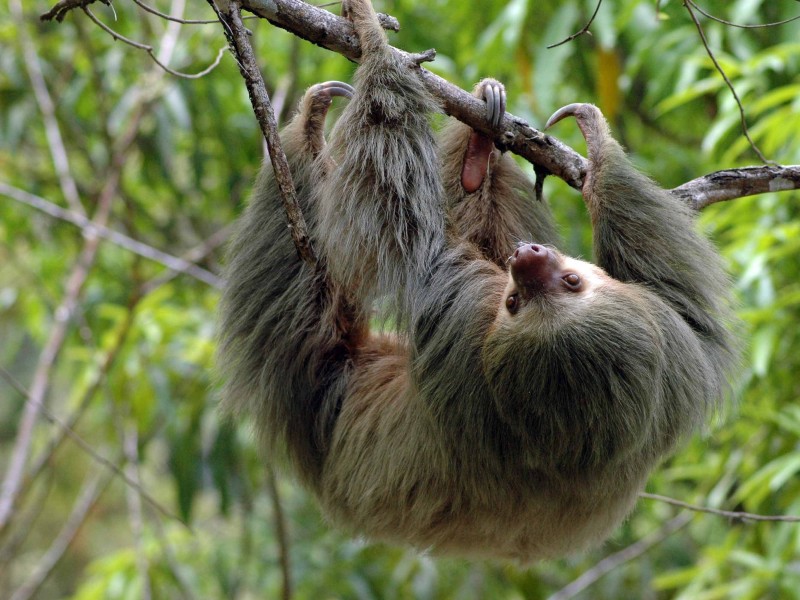 Senda Monteverde - Faultier