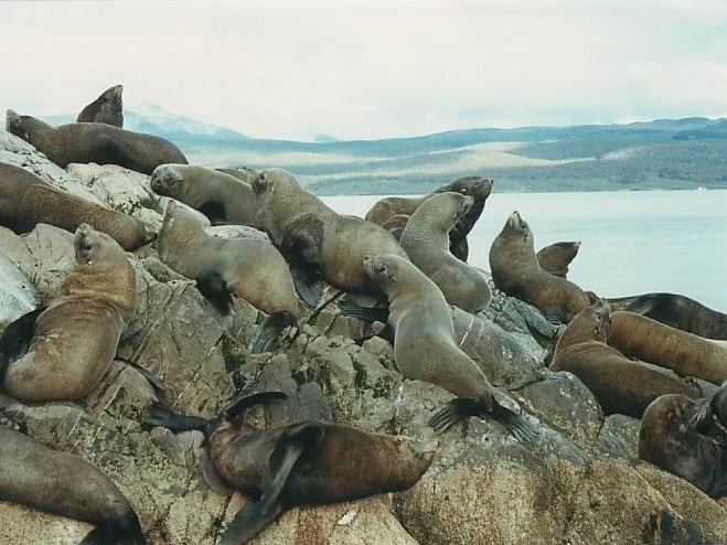 Seelöwen Insel, Ushuaia