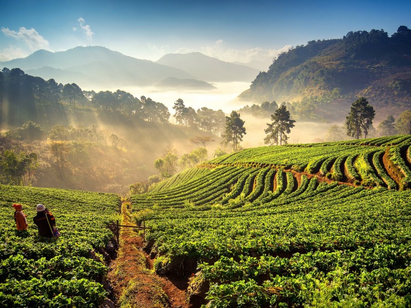 Thailand - Chiang Mai - rice fields