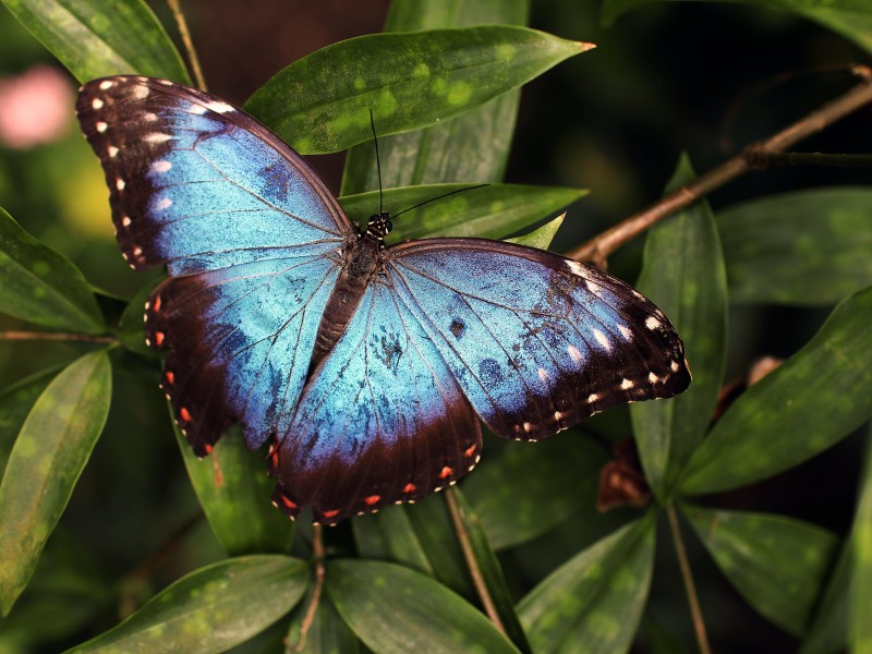 butterfly