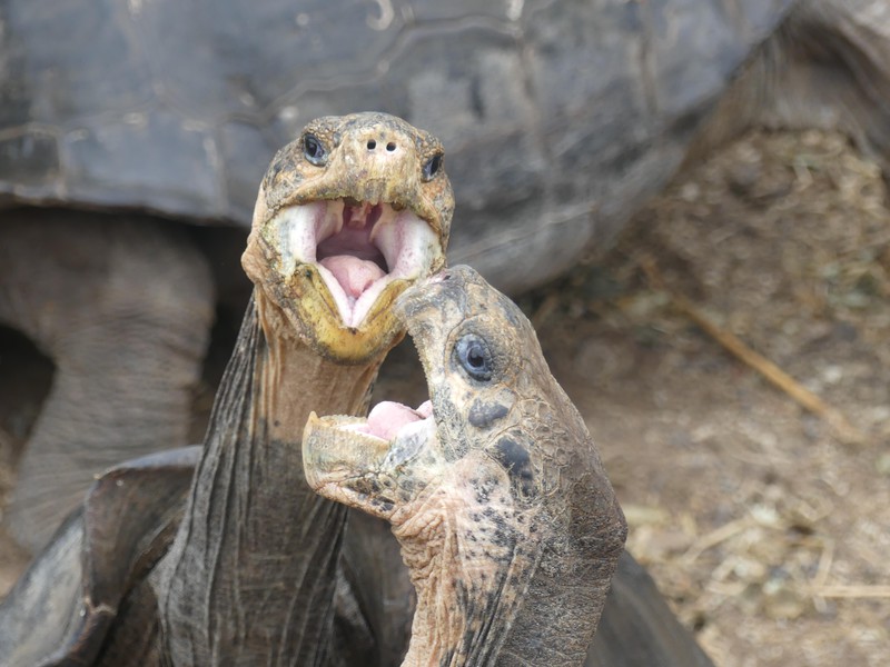 Galapagos Riesenschildkröten