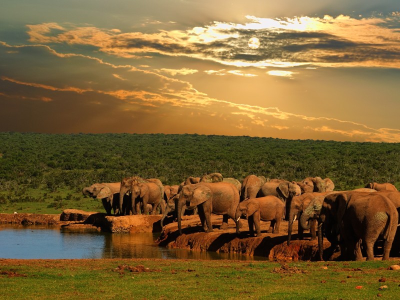 South Africa - Addo elephant NP