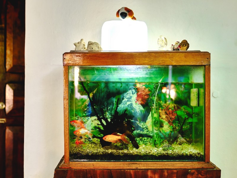 Casa Wong - Aquarium