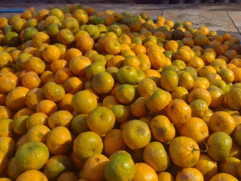 Singhs Farm