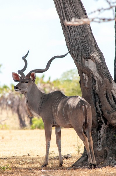 Kudu in Selous