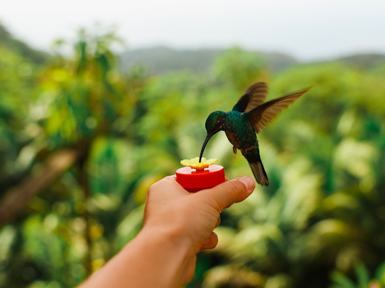 Tobago: Island Girl Tours
