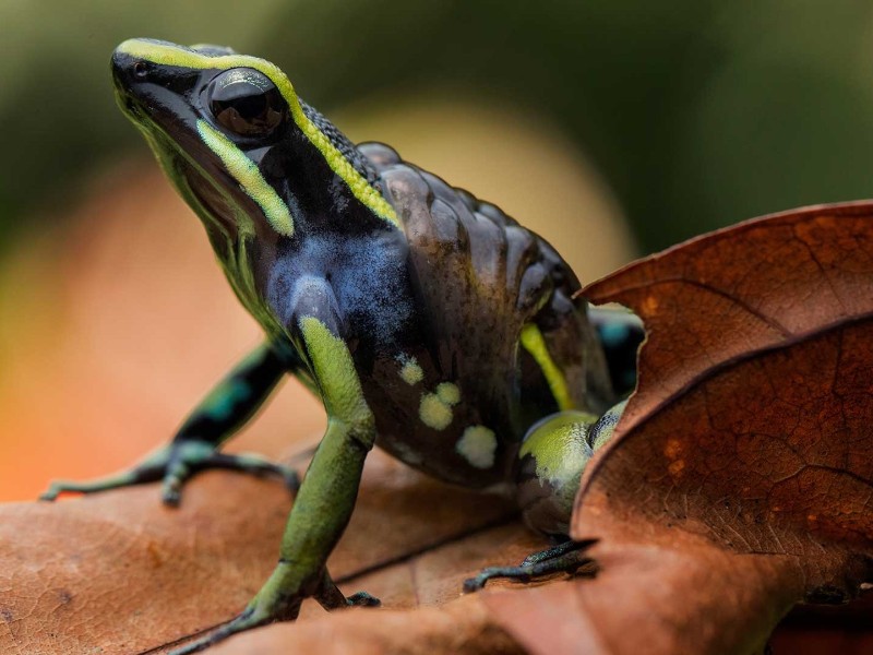 Posada Amazonas - Urwaldamphibie
