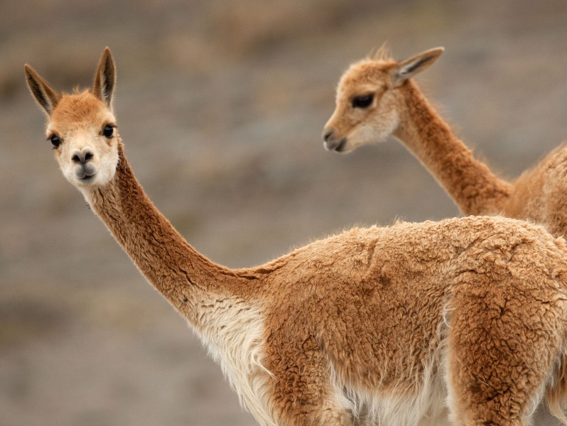 Lamas am Vulkan Chimborazo