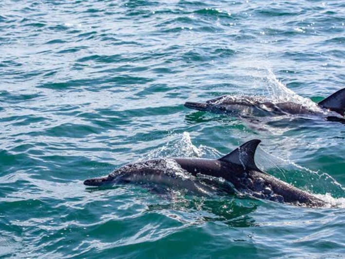 Loreto - Isla Coronado Delfine