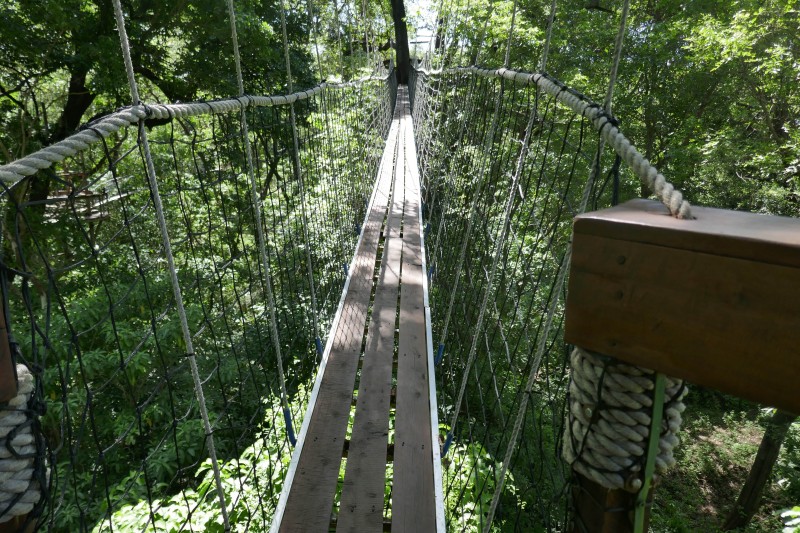 Tree Tops Air Walkway at Lake Manyara