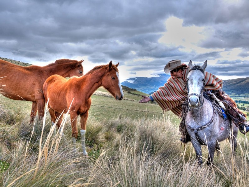 Kontakt mit Wildpferden