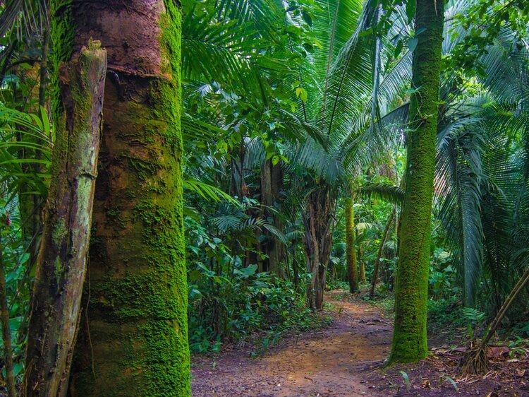 Bocawina - Mayflower Nationalpark