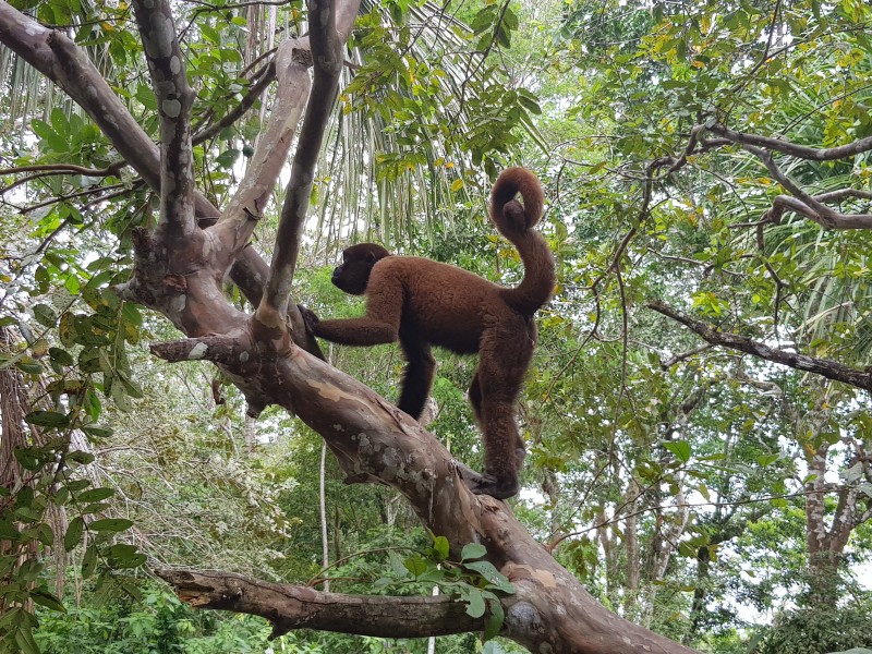 Heliconia Lodge - Affe im Urwald