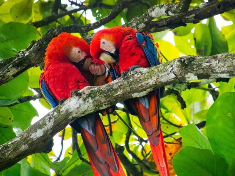 Papageien Costa Rica